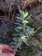 Imagem de Heliophila linearis var. reticulata (Eckl. & Zeyh.) Marais