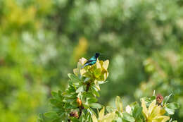 Image of Red-tufted Sunbird