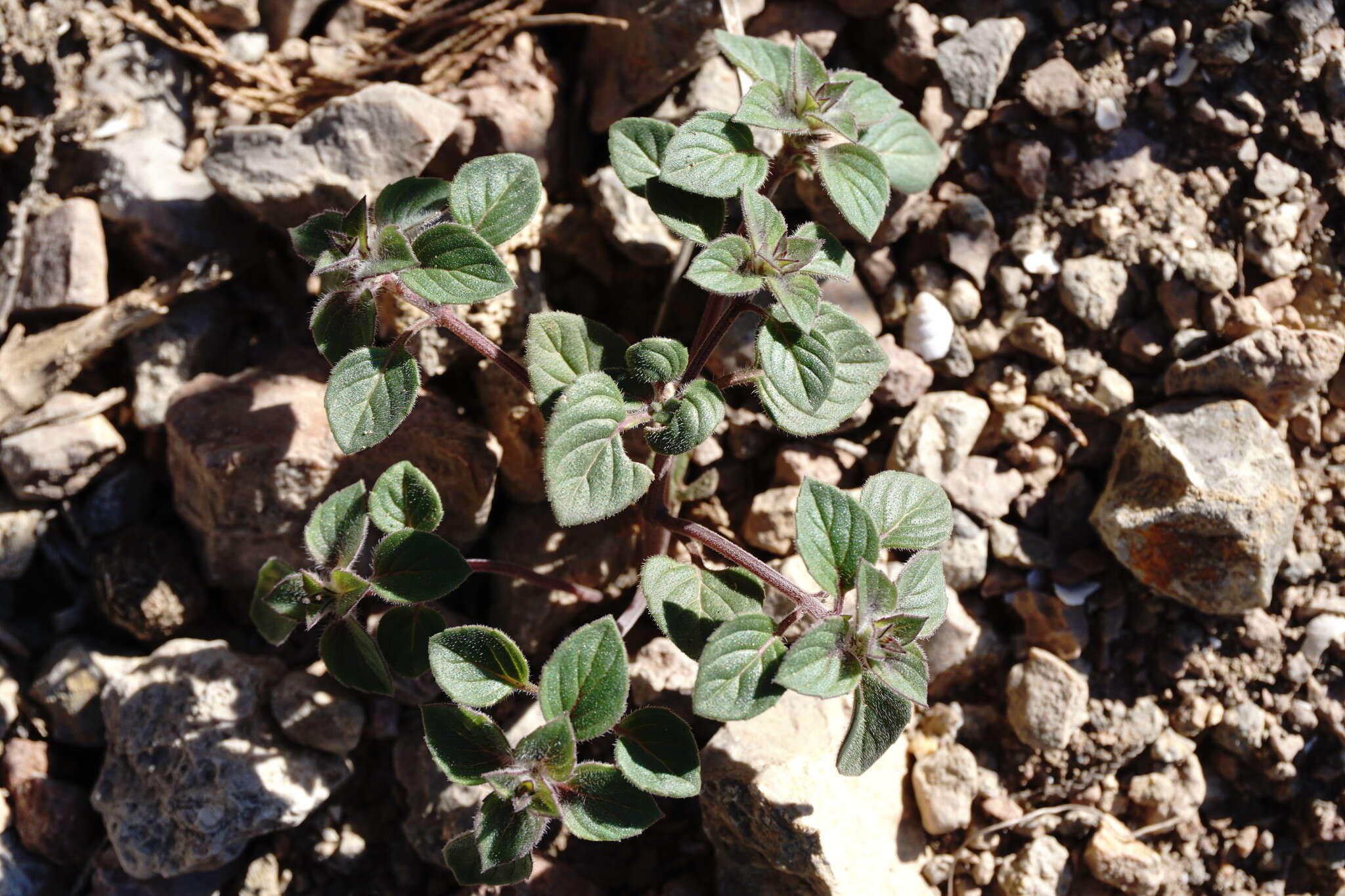 Plancia ëd Clinopodium graveolens subsp. rotundifolium (Pers.) Govaerts