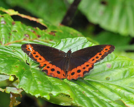 Image de Oxeoschistus puerta Westwood (1851)