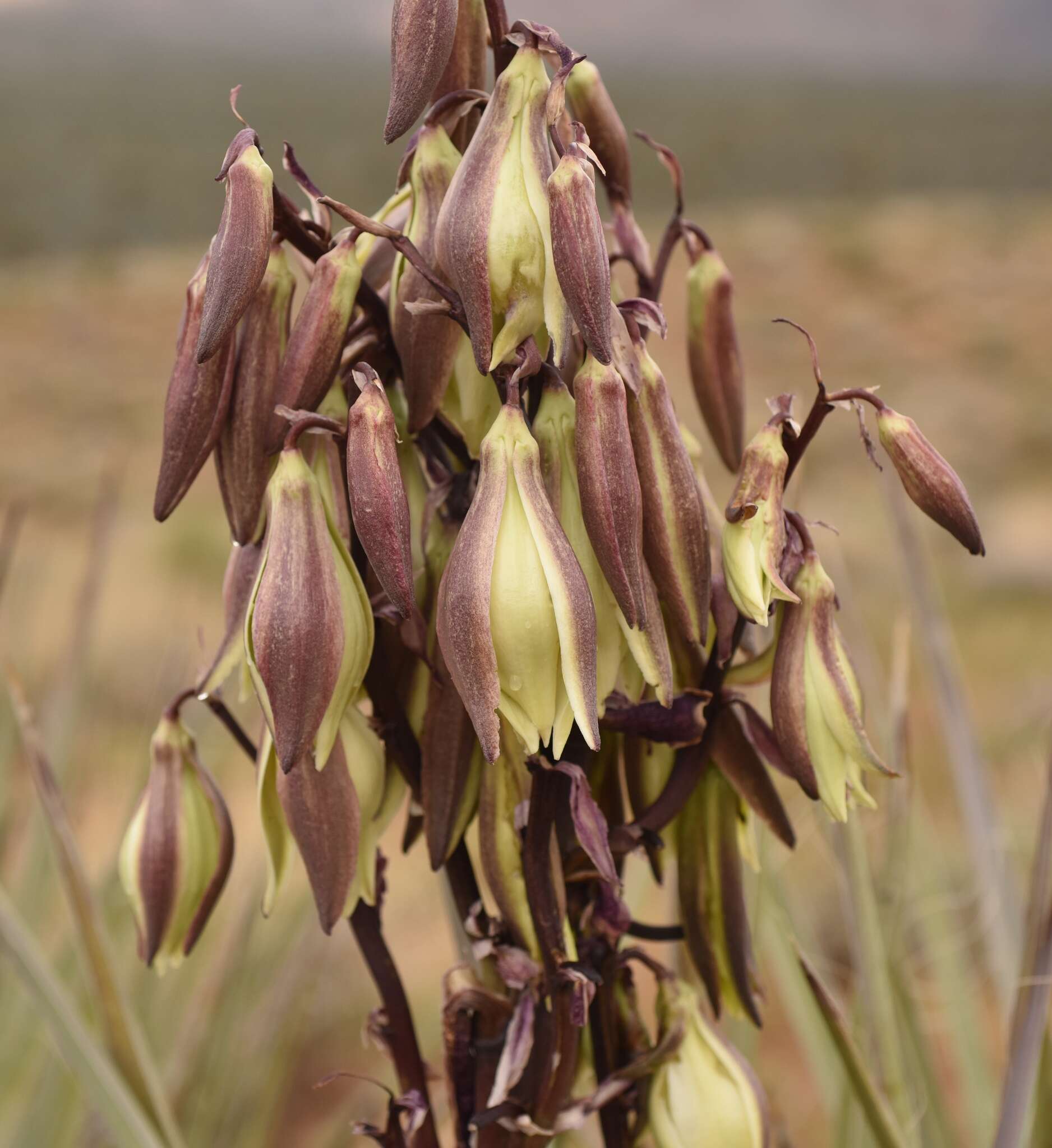 Imagem de Yucca baccata var. baccata