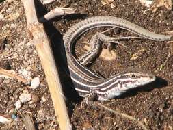 Image of Giant Whiptail