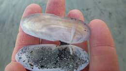 Image of Atlantic razor clam