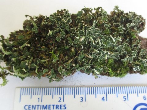 539.rrfnl bioug24047 h11 1439912814 jpg.580x360