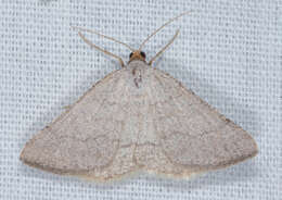 Sivun <i>Taeniogramma tenebrosata</i> kuva