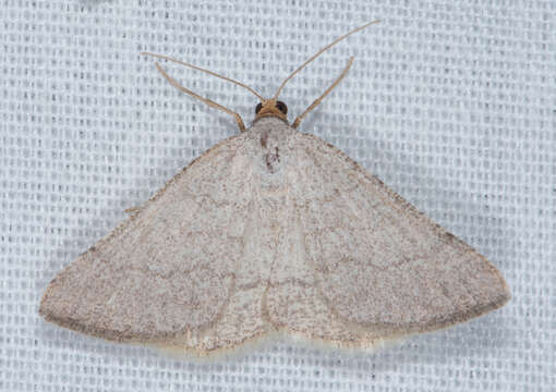 Sivun <i>Taeniogramma tenebrosata</i> kuva