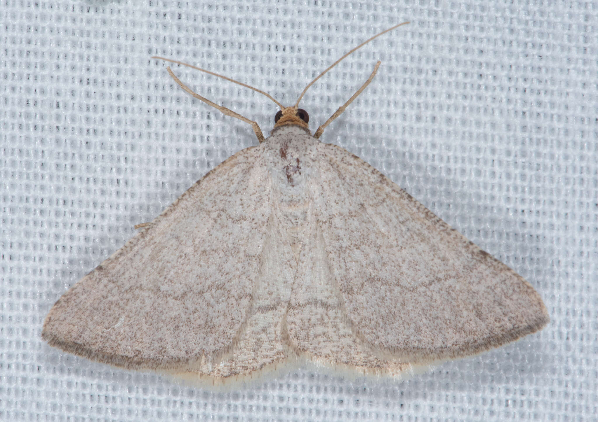 Sivun <i>Taeniogramma tenebrosata</i> kuva