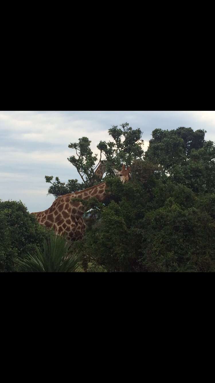 Image of Southern giraffe