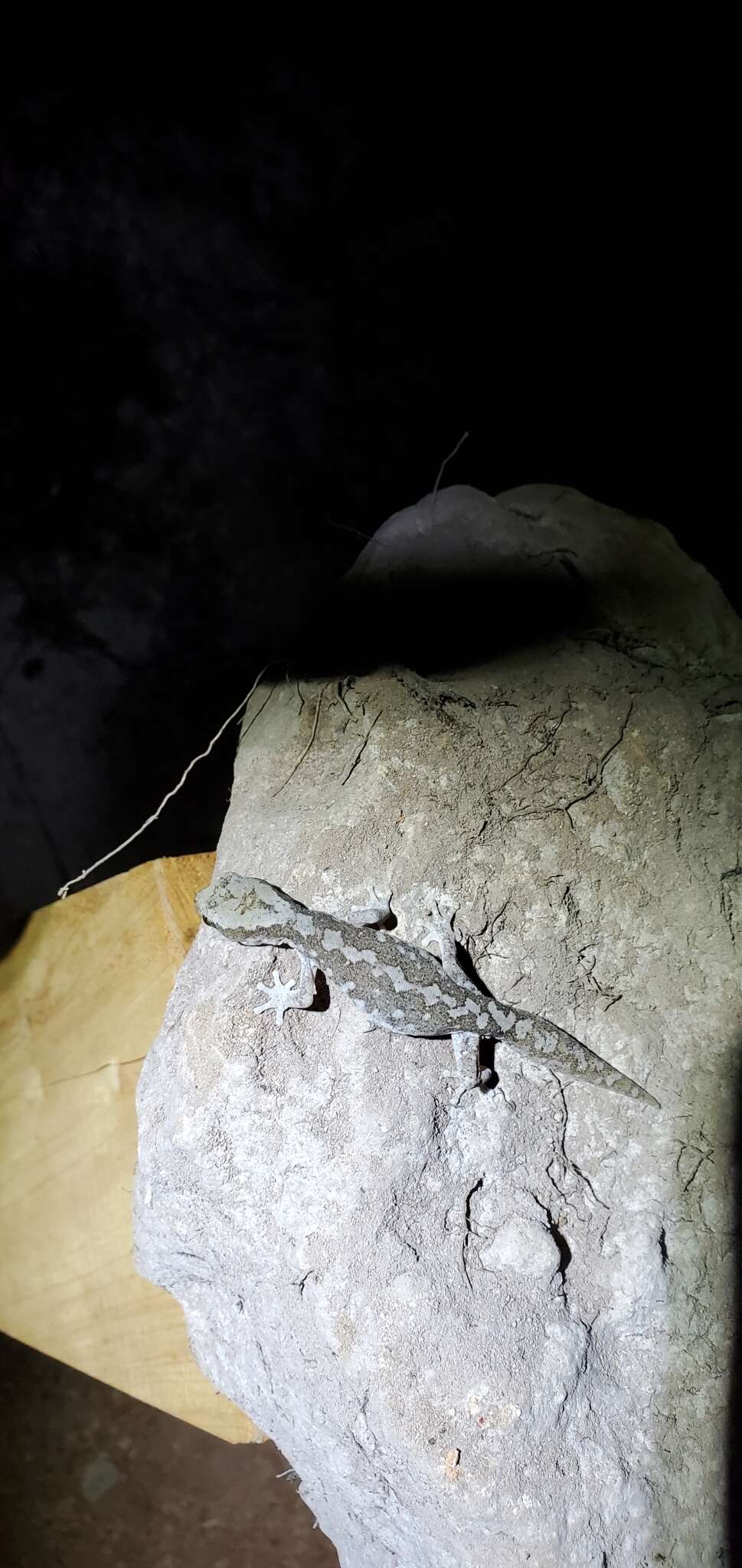 Image of South Coast Gecko
