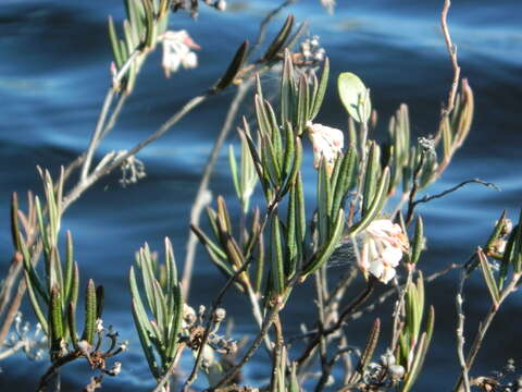 Image of bog rosemary