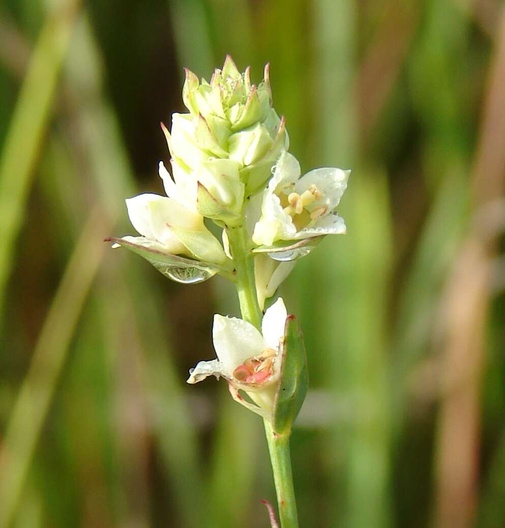 Image of Shrubby Primrose-Willow