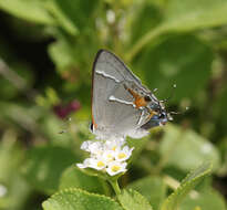 Image of Martial Scrub-Hairstreak