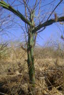 Imagem de Cylindropuntia thurberi (Engelm.) F. M. Knuth