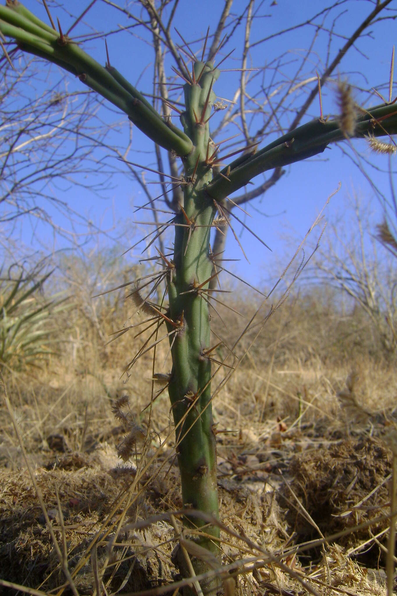 Imagem de Cylindropuntia thurberi (Engelm.) F. M. Knuth