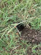 Image of pocket gopher