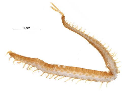 Image of Schendylidae