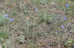Image of Linum austriacum subsp. austriacum