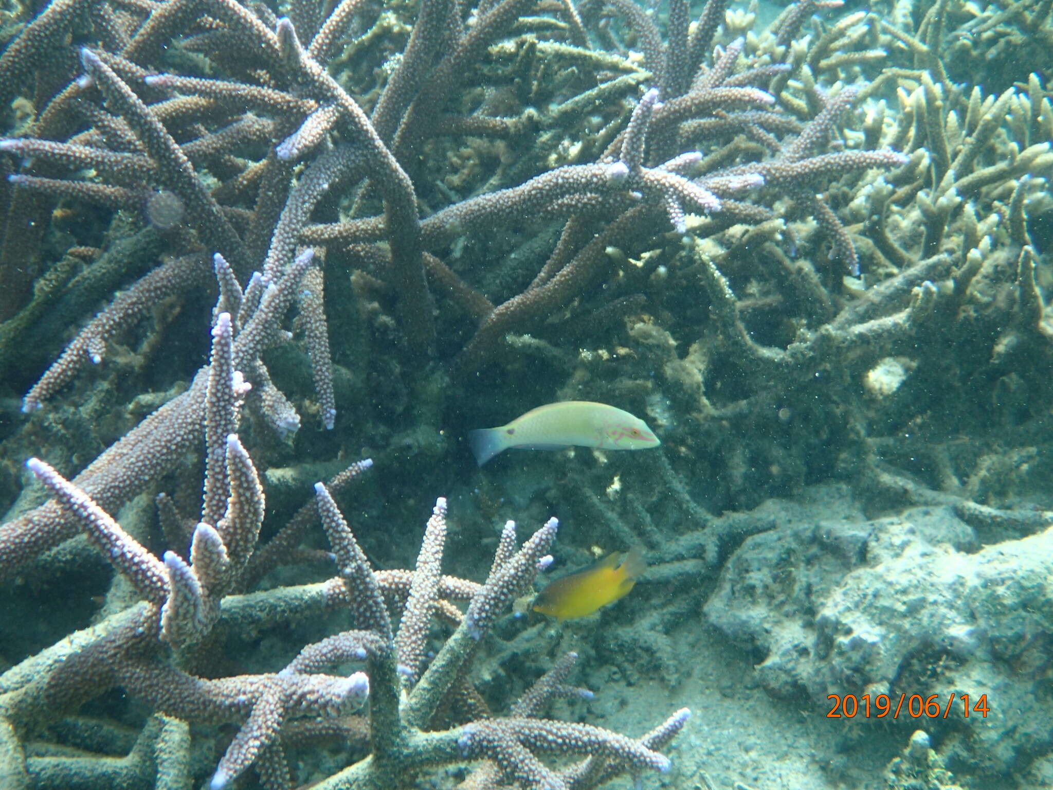 Image of Threespot wrasse