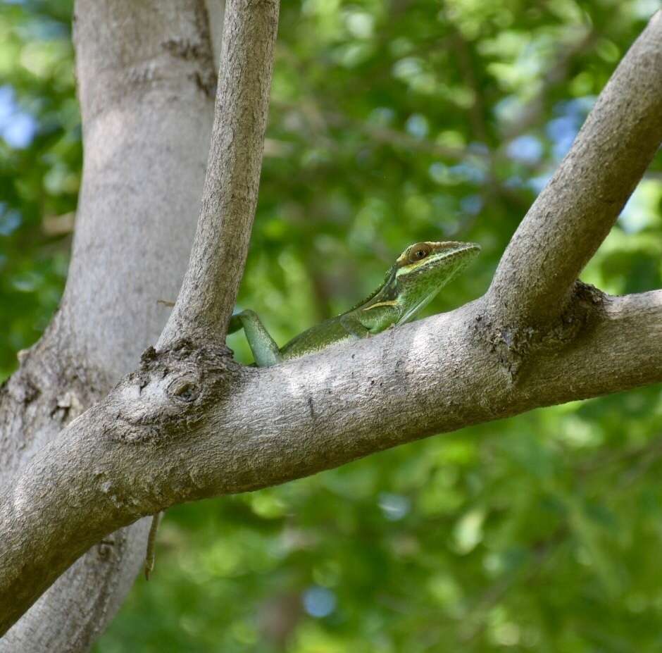 Слика од Anolis noblei Barbour & Shreve 1935