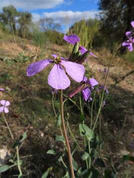 Слика од Moricandia moricandioides subsp. moricandioides