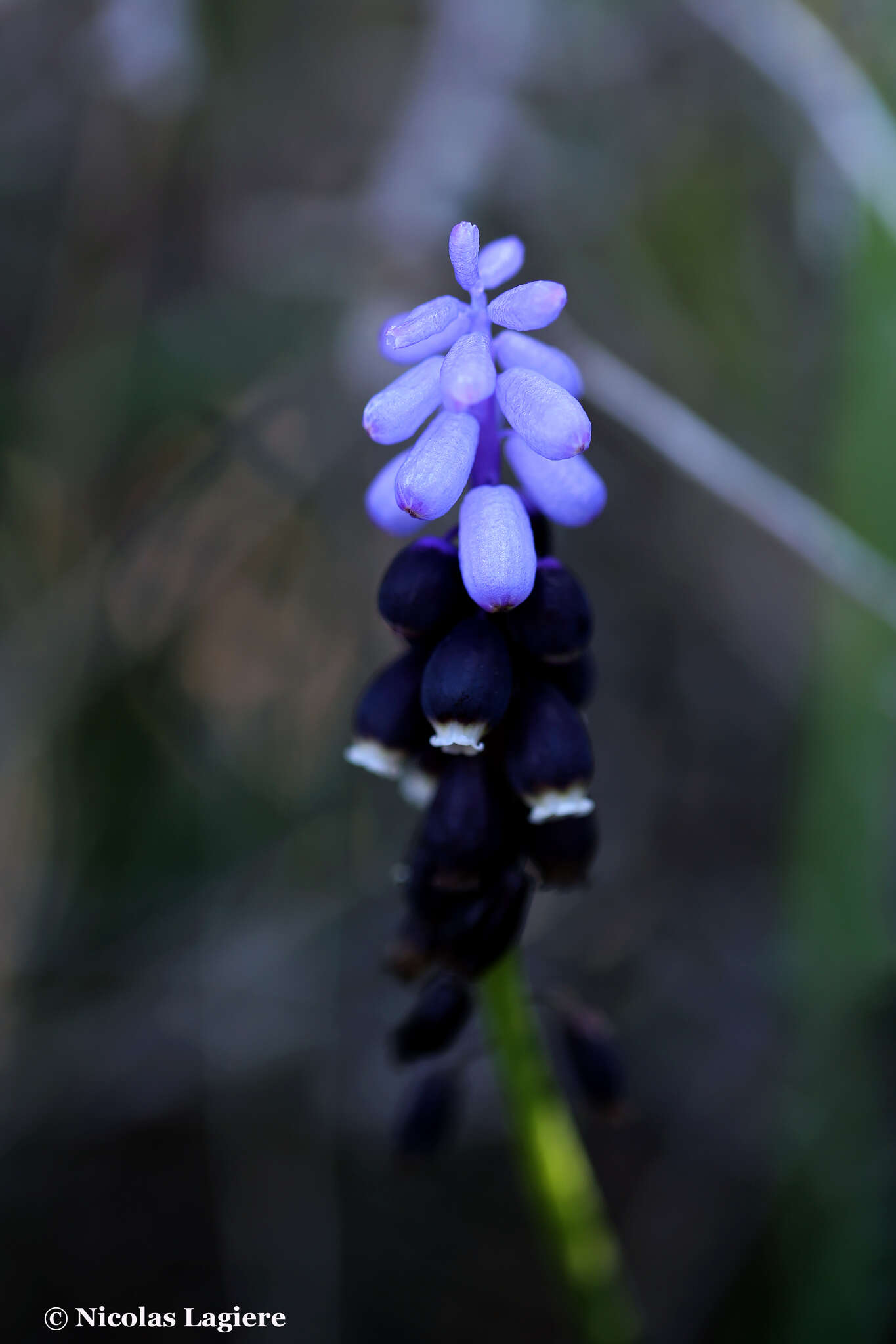 صورة Muscari pulchellum Heldr. & Sart.