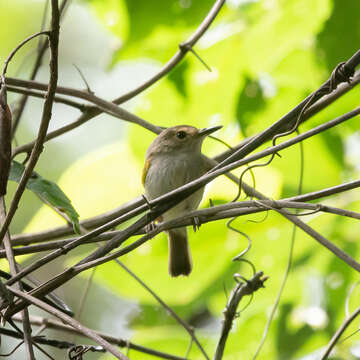 Image of Rusty-fronted Tody-Flycatcher