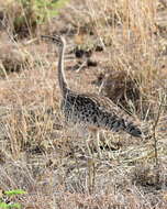 Image of Lissotis melanogaster notophila Oberholser 1905