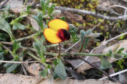 Слика од Isotropis cuneifolia (Sm.) B. D. Jacks.