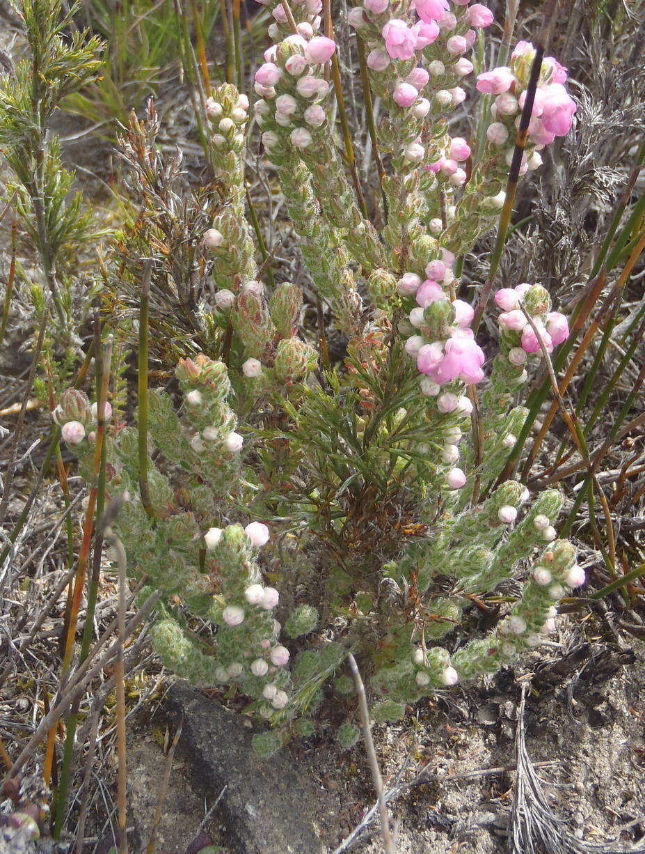 Image of Erica nervata Guthrie & Bolus