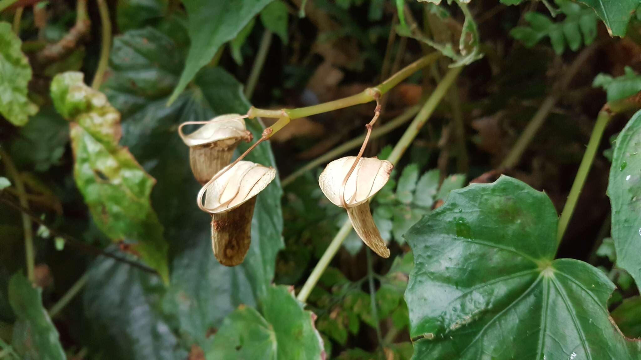 Image of Begonia formosana (Hayata) Masam.