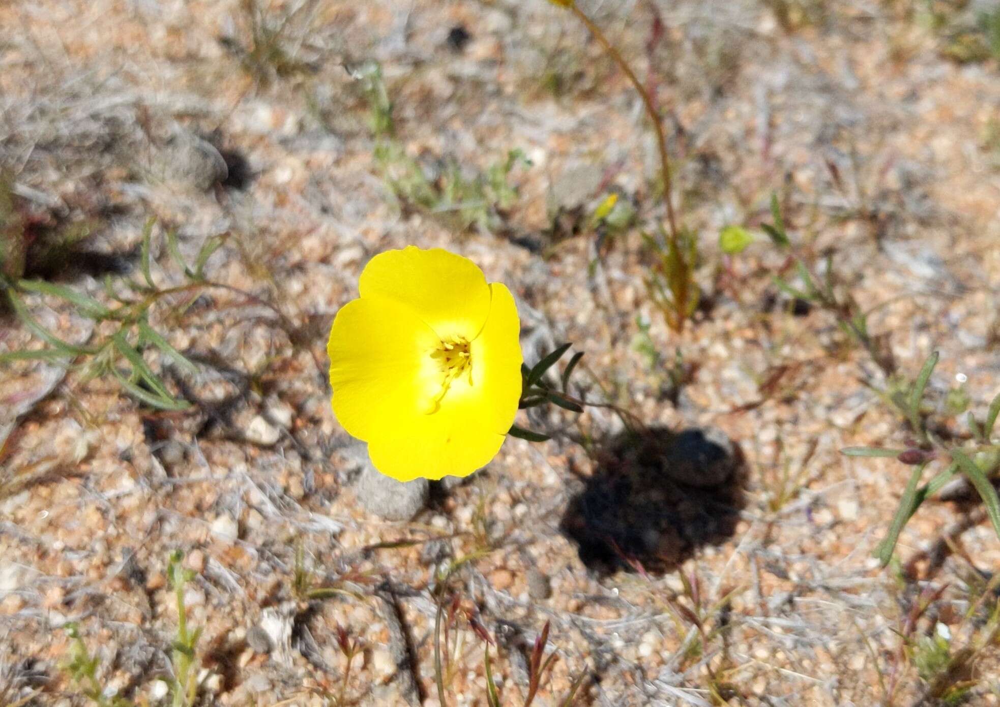 Image of Mojave suncup