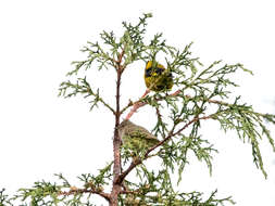 Image of Black-headed Siskin