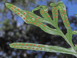 Polypodium ensiforme Thunb.的圖片