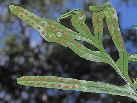 Image of Polypodium ensiforme Thunb.