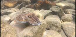 Image of Pharaoh Cuttlefish