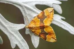 Image of barred yellow