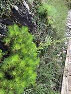 Image of Artemisia morrisonensis Hayata