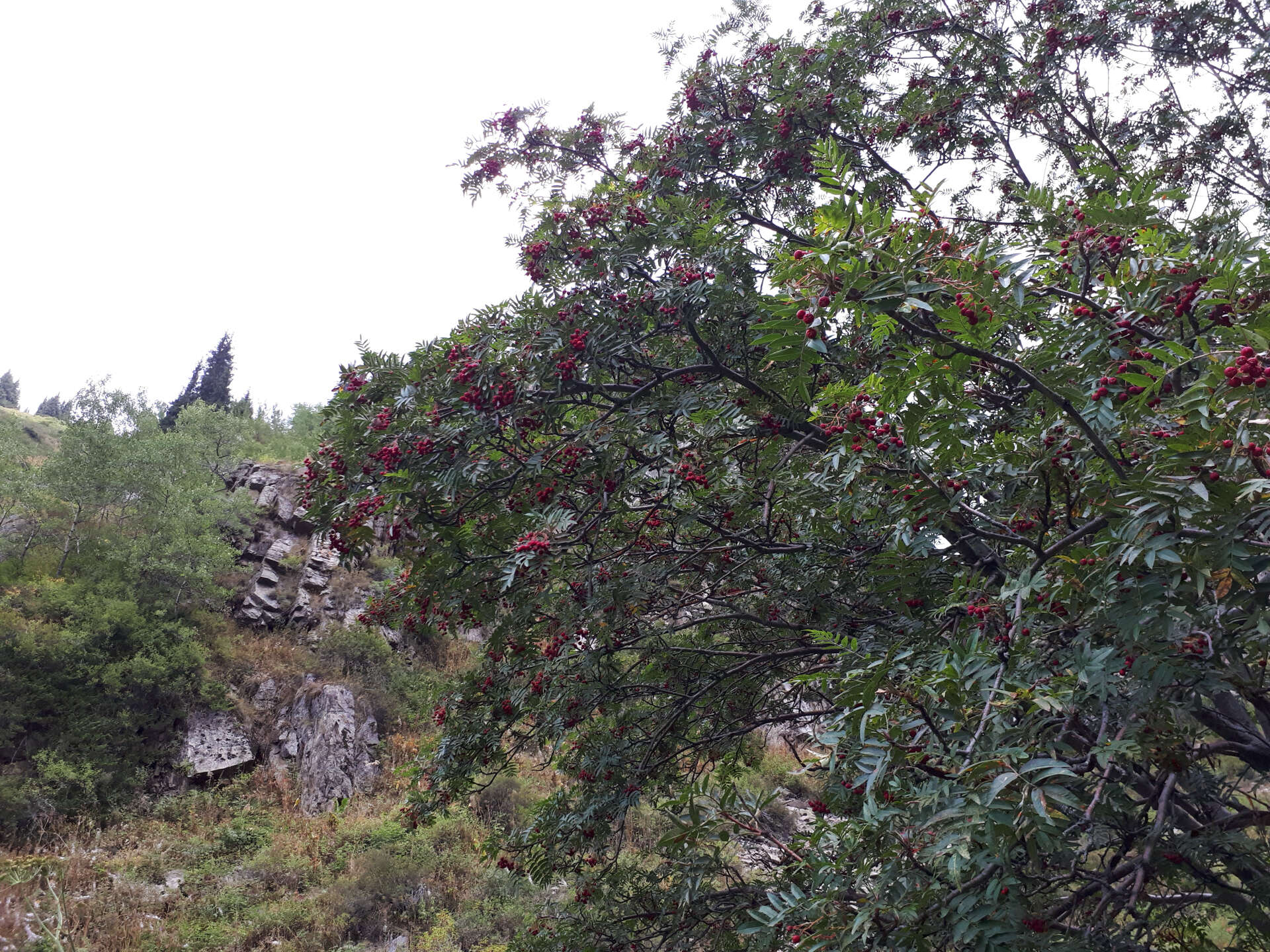 Imagem de Sorbus tianschanica Rupr.