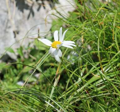 Слика од Leucanthemum atratum (L.) DC.