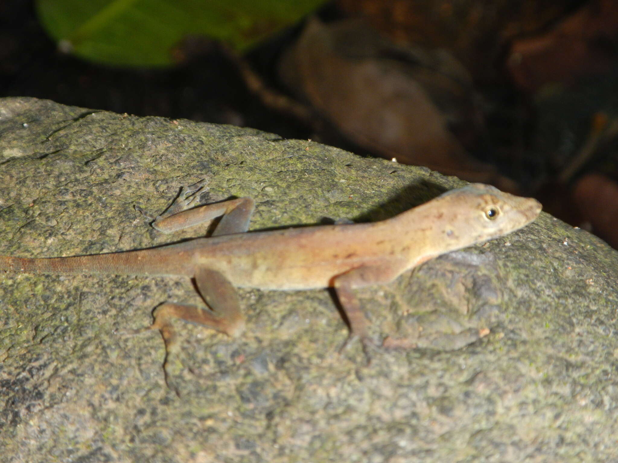 Image of Many-scaled Anole