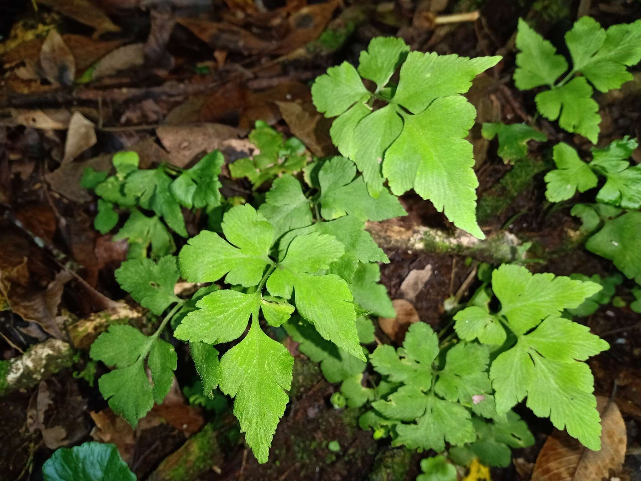 Image of Dwarf Spleenwort