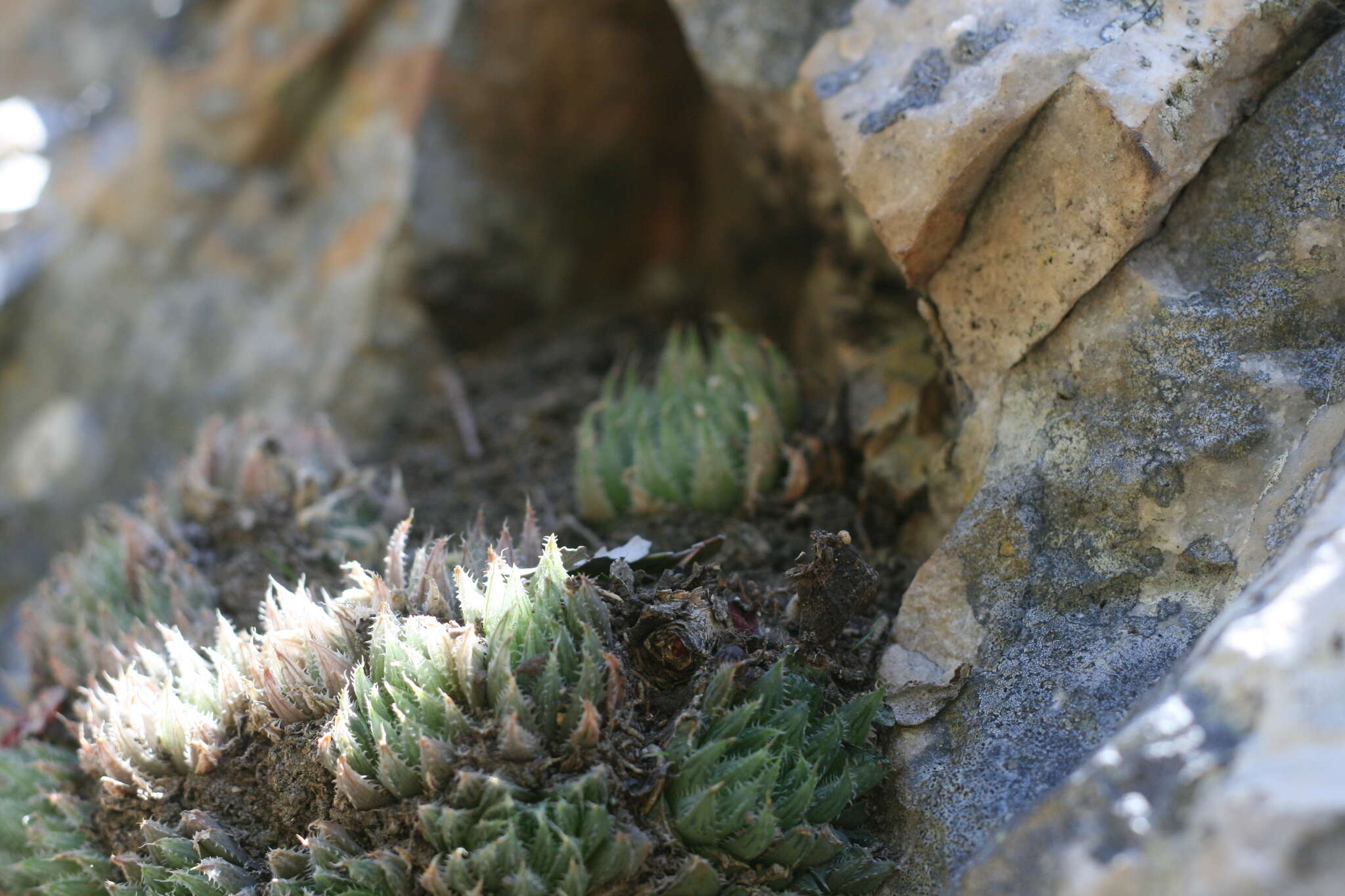 Слика од Haworthia cooperi var. isabellae (Poelln.) M. B. Bayer