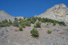 Image of Pinus brutia var. pityusa (Steven) Silba