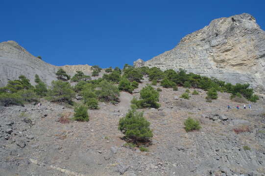 Image of Pinus brutia var. pityusa (Steven) Silba