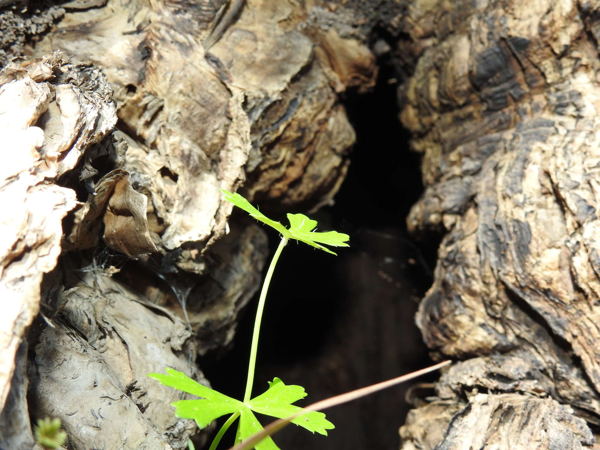 Image of Hydrocotyle paludosa A. R. Bean