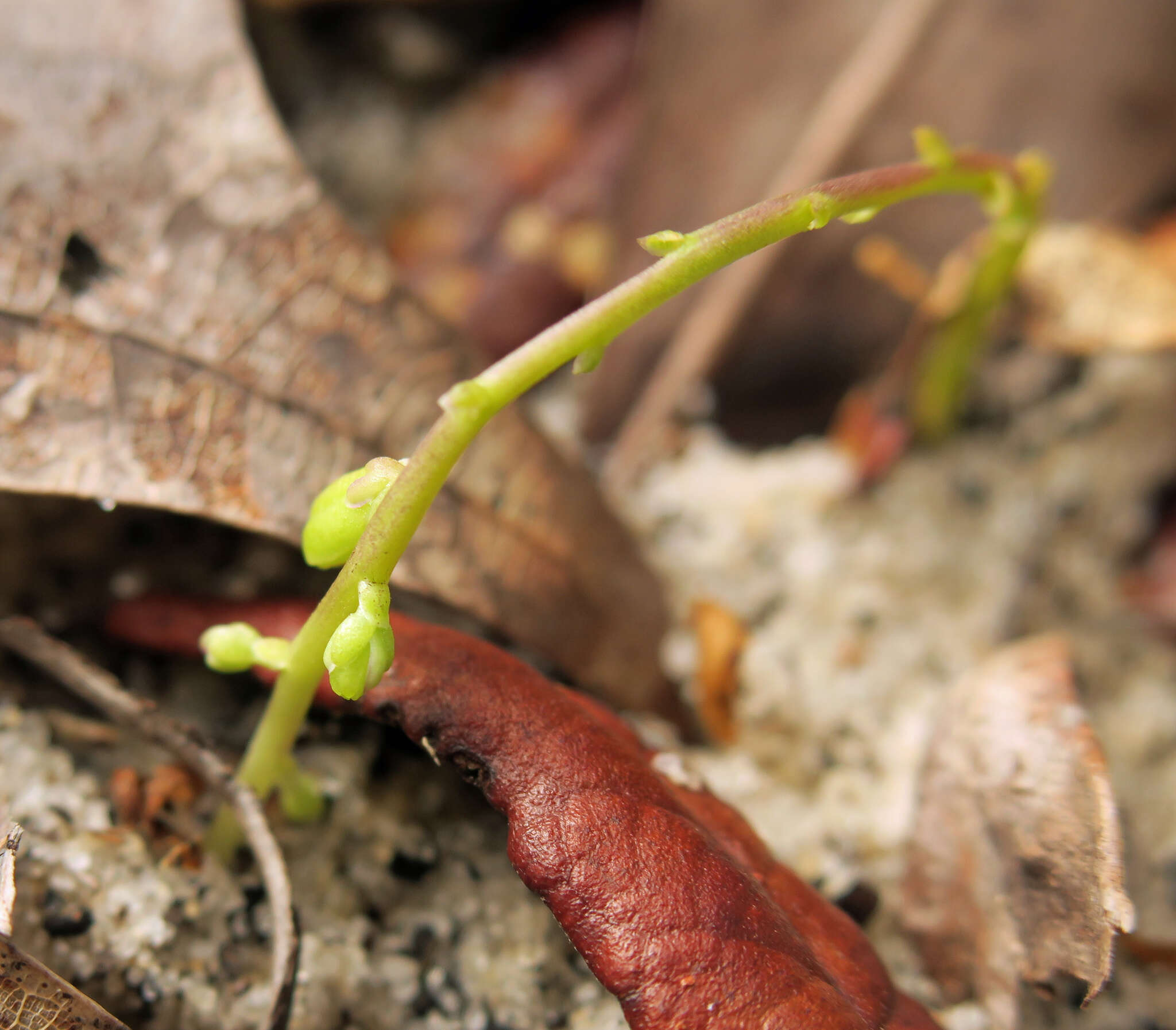 Image of Lewton's milkwort