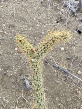 Image of Cylindropuntia alcahes var. burrageana (Britton & Rose) Rebman