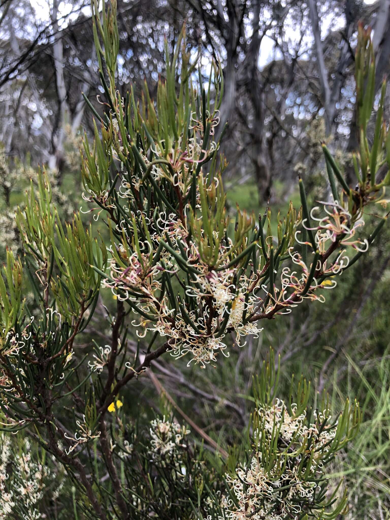 Image of Hakea microcarpa R. Br.