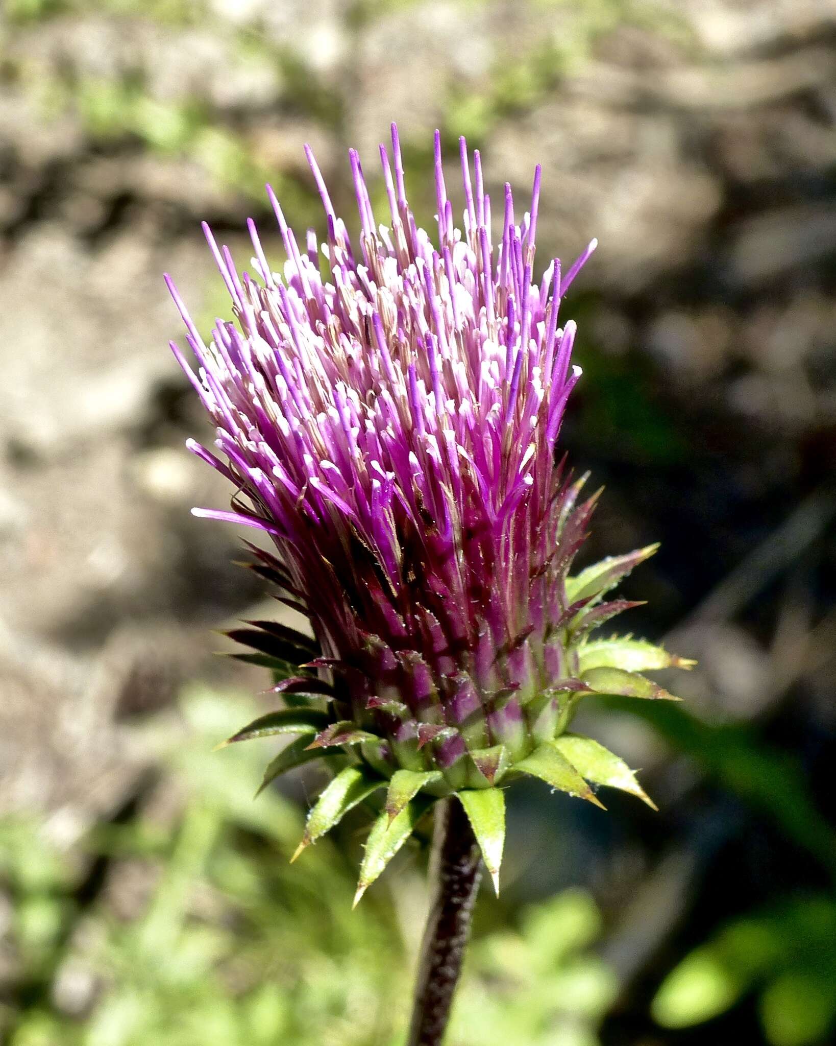 Imagem de Cirsium andersonii (A. Gray) Petr.