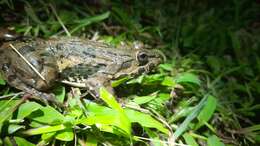 Image of Asian Brackish Frog